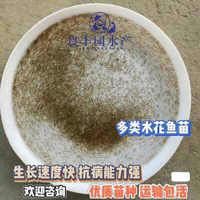 福寿罗非鱼淡水脆鱼单性水花罗非鱼鲫鱼养殖鱼大品种非洲苗饲料肉