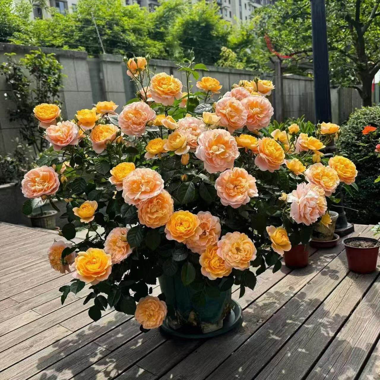 灌木月季果汁阳台玫瑰花盆栽花卉植物室内花庭院露台多季开花浓香