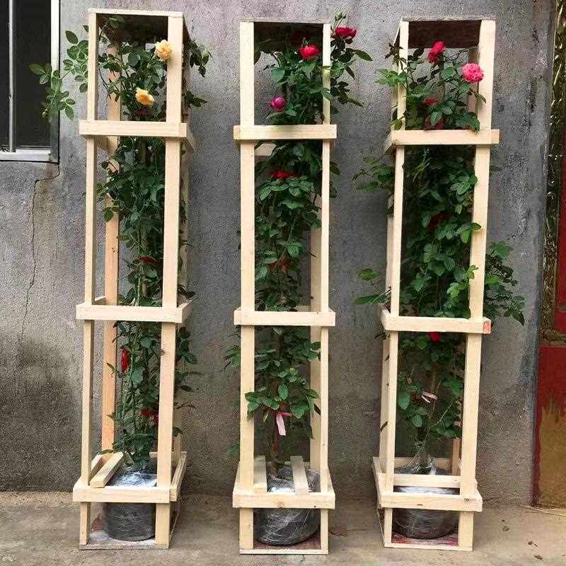 新款直销龙沙石藤本月季蔷薇花苗爬藤特大四季开花庭院户外浓香玫