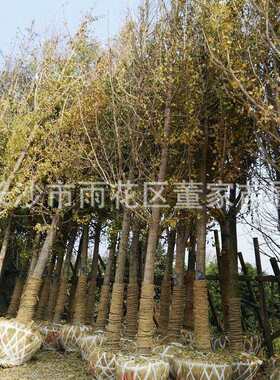 银杏基地 15公分银杏树 湖南银杏树 树形好 成活率高