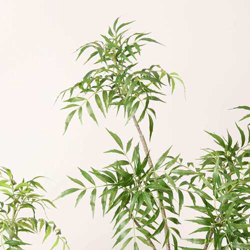 仿真十大内功劳假物室仿真绿植客植厅装饰落地盆栽绿植橱窗竹叶草
