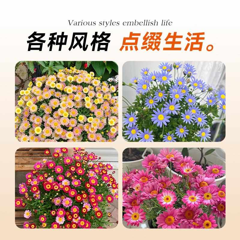 玛格丽特花苗盆栽带花绿植物室内外阳台大花卉蜜糖菊四季开好养活