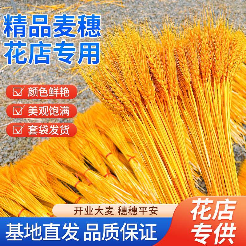 【花店专用】天然麦穗黄金大麦穗开业大麦干花篮源头厂家整箱