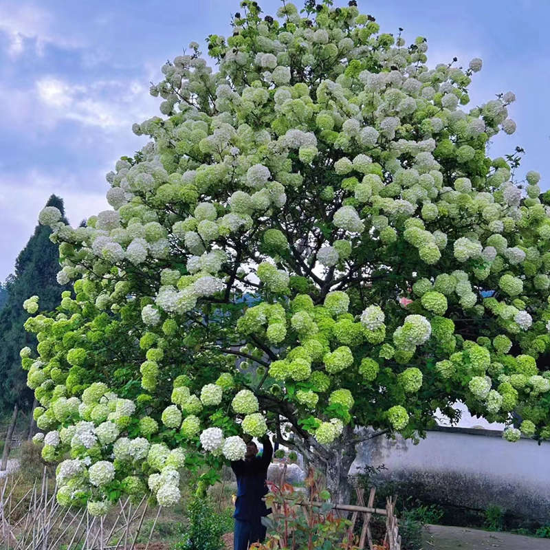 原生中华木绣球大花斗球 庭院耐寒植物木本绣球 阳台露台盆栽花卉