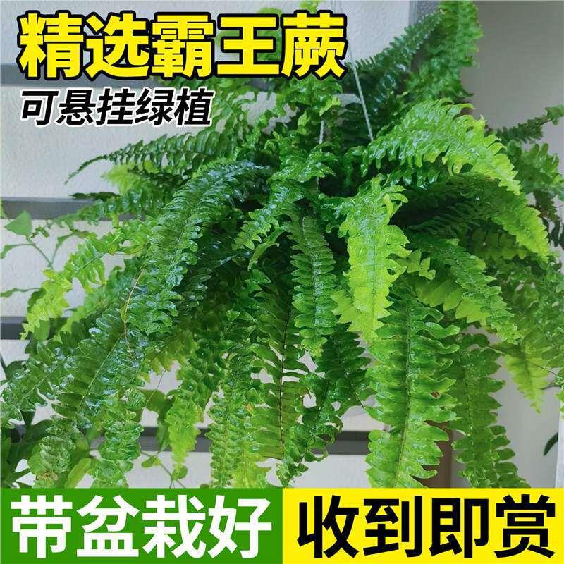 霸王蕨盆栽波斯顿大盆长藤叶垂吊肾蕨客厅室内雨林绿植蕨类天花板