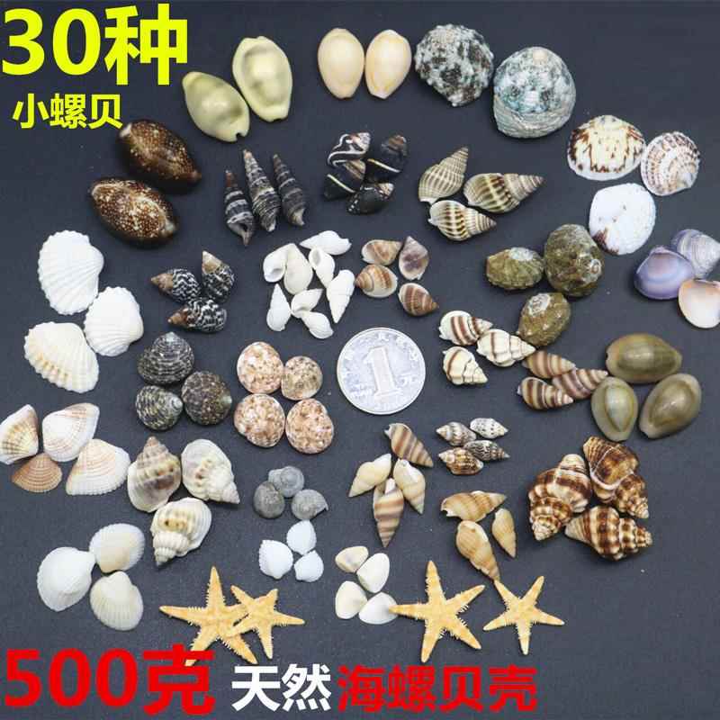 天然海螺贝壳鱼缸水族箱造景装饰红口大笋蜘蛛螺榧螺芋螺扇贝摆件