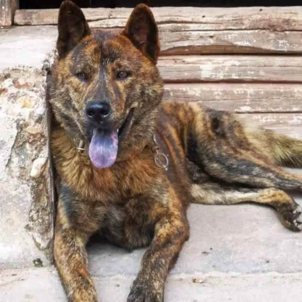 广西土猎犬幼崽狩猎犬幼犬狗崽黄色虎斑色土狗中华田园犬狗狗活体