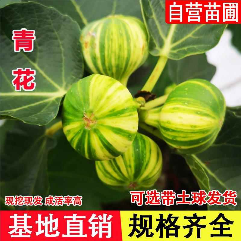 新品种青花无花果树苗香甜软糯无花果苗盆栽地栽南北方种当年结果