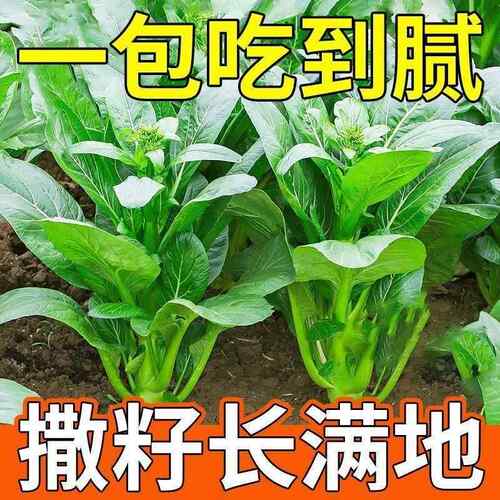 索美四季菜心种子52O粒盆栽