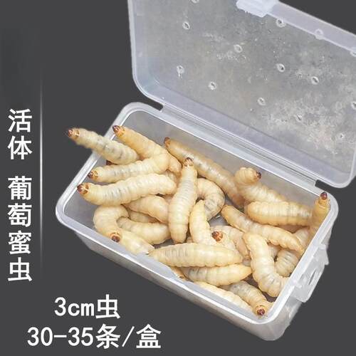 玉米虫活虫葡萄密虫活体蜜虫大蜡螟喂鸟食钓鱼饵龟蜜袋鼯饲料
