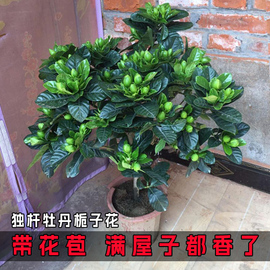 栀子花盆栽花卉植物室内带花苞，阳台水培绿植，浓香型大树苗四季好养