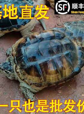 鳄鱼龟北美小鳄龟 活体大乌龟食用龟人工养殖特大鳄龟好吃鳄龟肉
