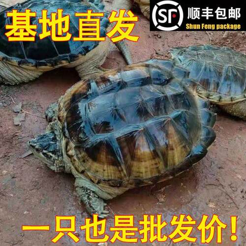 鳄鱼龟北美小鳄龟 活体大乌龟食用龟人工养殖特大鳄龟好吃鳄龟肉