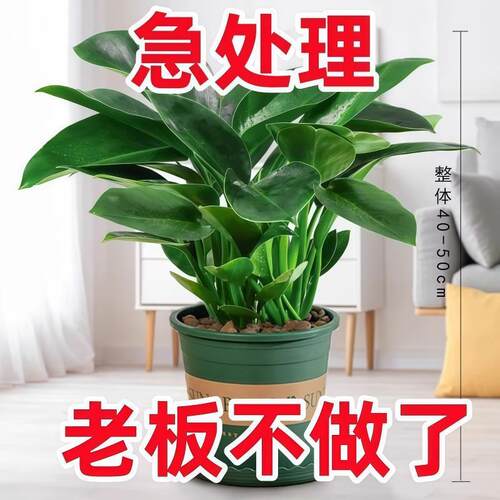 大叶金钻绿公主盆栽室内花卉水培植物办公室懒人好养绿植净化空气