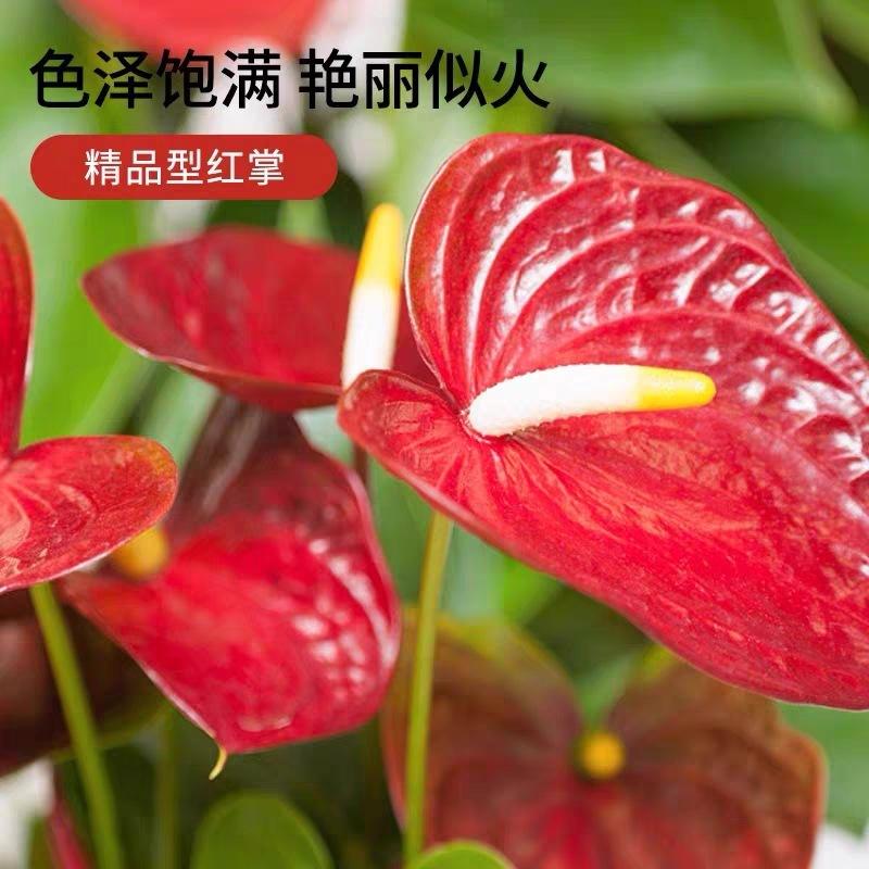 假花仿真盆栽红掌发财树装饰植物室内外客厅花塑料落地小盆景