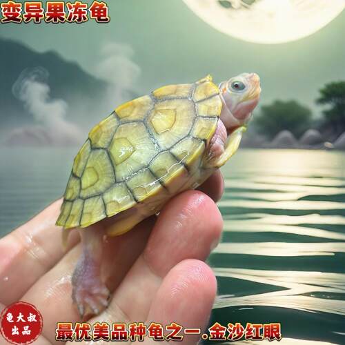 白化巴西龟变异乌龟果冻苗黑巴苗小乌龟观赏龟宠物龟深水龟招财龟