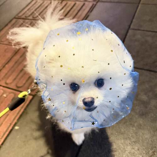 【狗狗防乱吃】小型中型犬宠物口罩嘴罩防舔网套面纱小型口罩神器