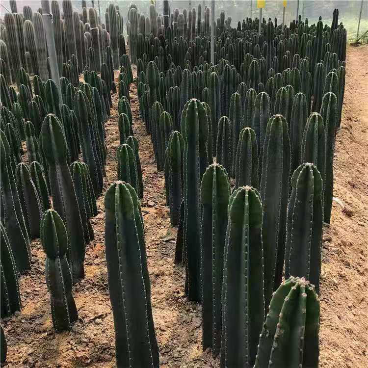 仙人柱量天尺盆栽室内客厅办公室绿植多肉易成活好看带刺不含盆