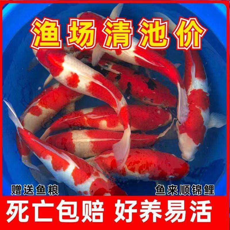 日系锦鲤冷水观赏鱼纯种大型锦鲤活鱼渔场养殖大正三色红白黄金