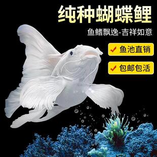 蝴蝶鲤冷水观赏鱼石膏白短身球体狮头长尾锦鲤鱼苗活体金鱼