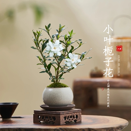 小叶栀子花四季盆栽植物室内好养办公室桌，面带盆景花苞开花小绿植