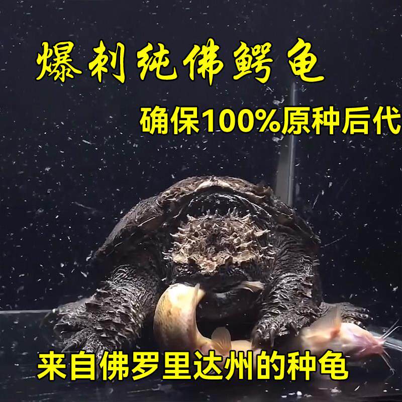 野后纯佛鳄龟爆刺原种野王头苗爆刺幼苗纯正宗佛鳄凶猛乌龟宠物
