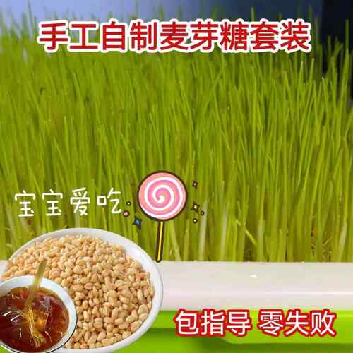 自制手工麦芽糖套装麦籽麦苗芽种植盘水培育苗盘榨汁猫草兔草种子