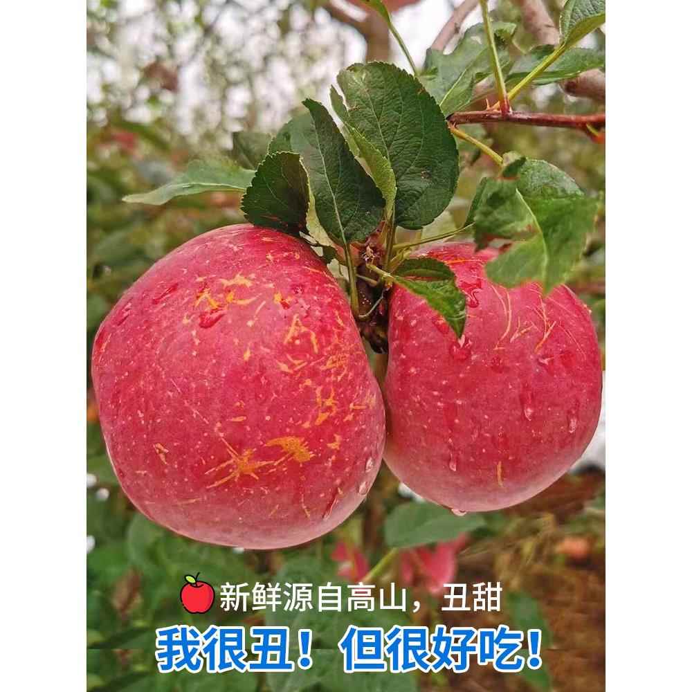 大凉山丑苹果冰糖心水果新鲜当季整箱10斤包邮盐源四川红富士平果
