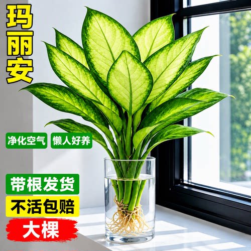 水培玛丽安万年青好养净化空气