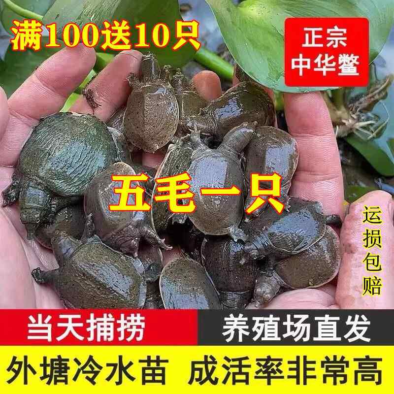 甲鱼苗活体1元一只外塘养殖冷水小甲鱼团鱼水鱼王八中华鳖苗包活