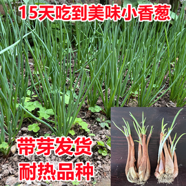 种植专用四川小香葱红葱头，种子带芽盆栽，火葱四季葱苗榨葱油干葱头