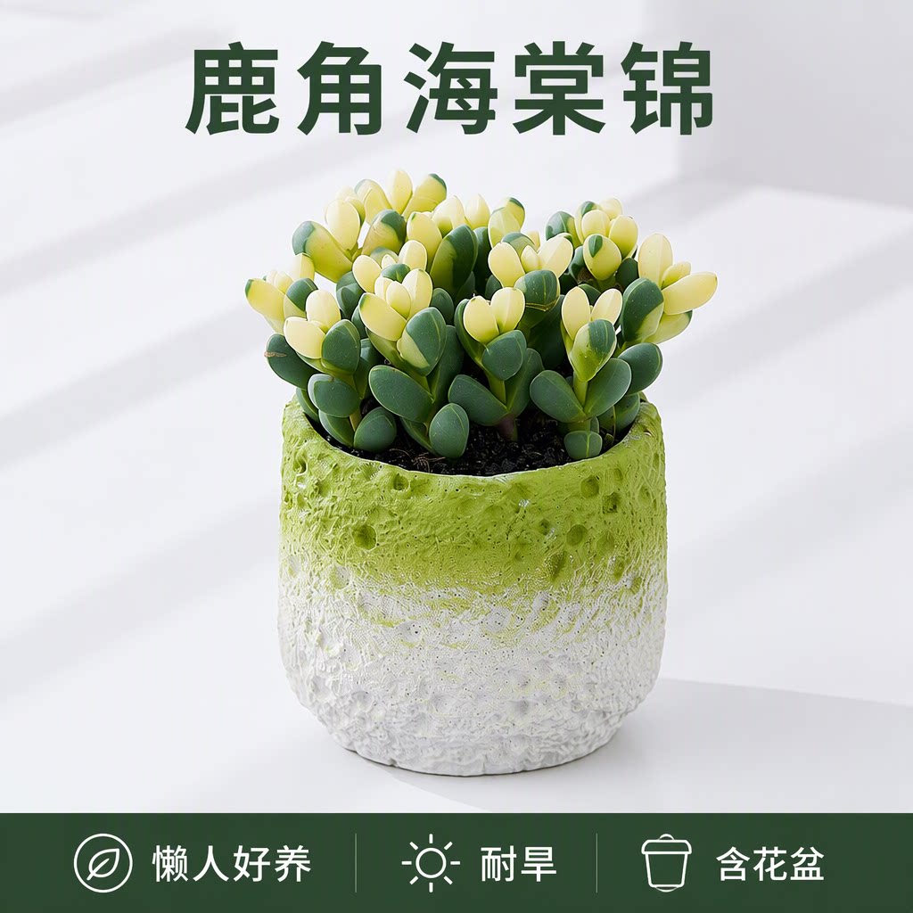 鹿角海棠锦多肉植物含盆盆栽办公室桌面客厅懒人好养耐旱绿植摆件