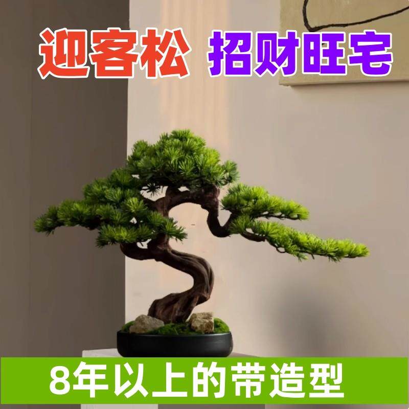 招财迎客真树室内外地柏松柏盆景造型树办公室庭院景观耐寒耐冻