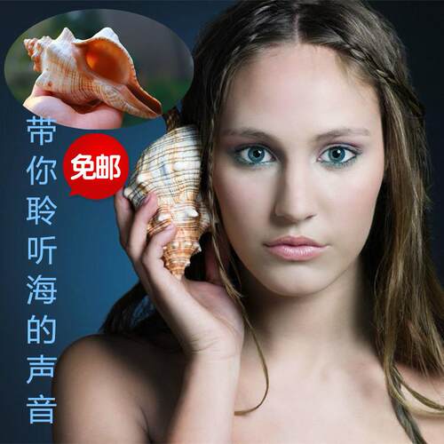 包邮新款贝壳大海螺赤旋螺摆件鱼缸水族创意礼品聆听海的声音珊瑚