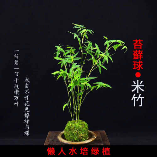 米竹室内盆栽水培苔藓球禅意雅室桌面微盆景绿植竹子苗观赏竹造景
