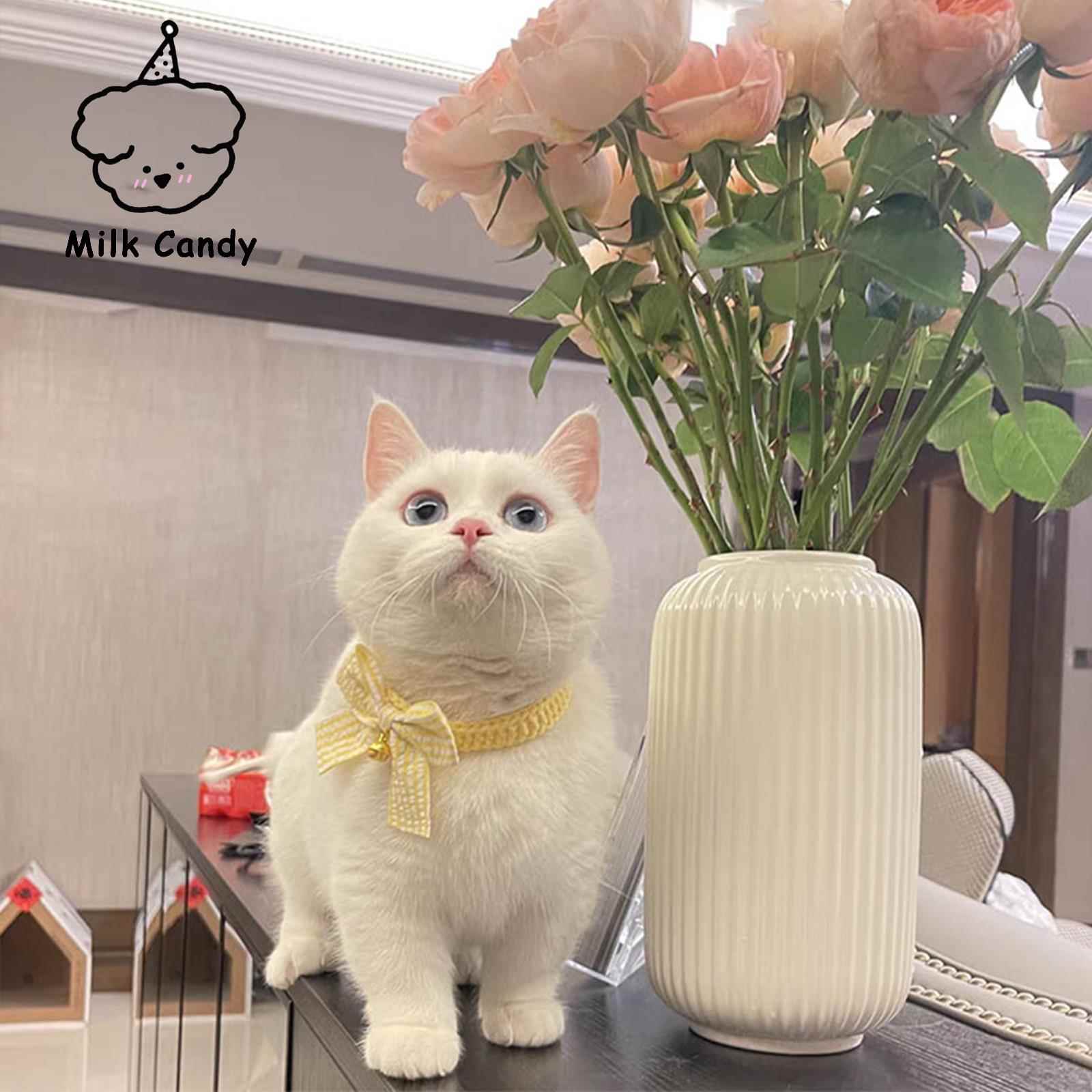 猫咪狗狗项圈脖圈宠物围脖铃铛小猫猫项炼装饰品小型犬公主风领结