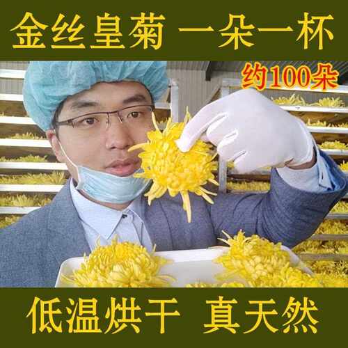 新疆包邮金丝皇菊黄菊花茶大朵一朵一杯非贡菊胎菊