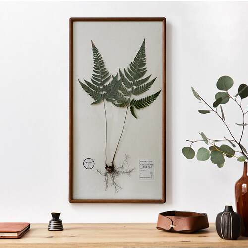 成品植物标本装饰画 画挂画 画带根大尺寸自然实木高级感创意图谱