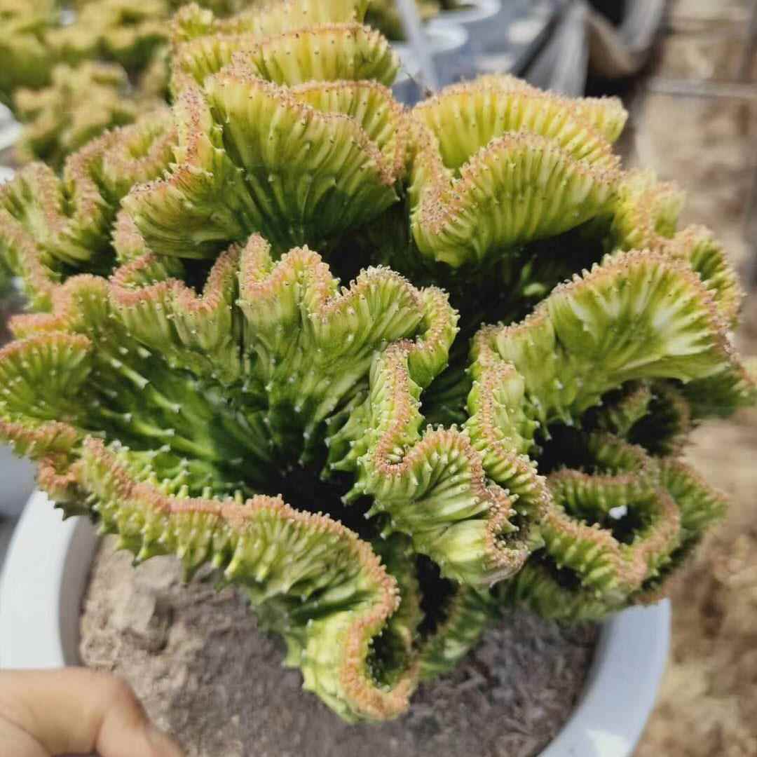基地直销观叶植物花卉盆栽 居家花卉绿植多肉植物 230#翡翠锦