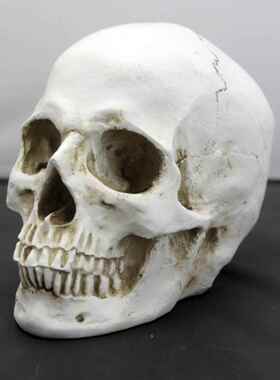 艺用彷真骷髅头骨美术教学医美人物解剖结构模型教具1:1头部骨骼