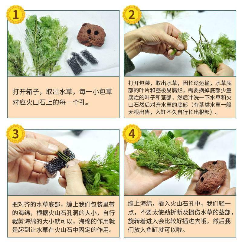蜈蚣草火山石水草水榕鱼缸装饰造景观摆件躲避屋底砂海草真草植物
