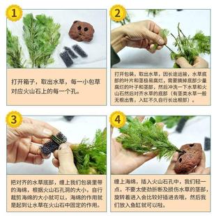 蜈蚣草火山石水草水榕鱼缸装饰造景观摆件躲避屋底砂海草真草植物