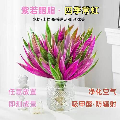 紫露兰水培绿植物吊兰小盆栽室内办公室桌面花卉油画婚礼四季好l