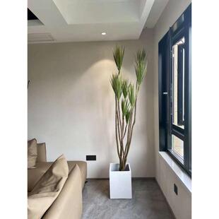 七彩铁千年木青铁三色吸除甲醛绿植花卉观叶植物净化空气客厅书房