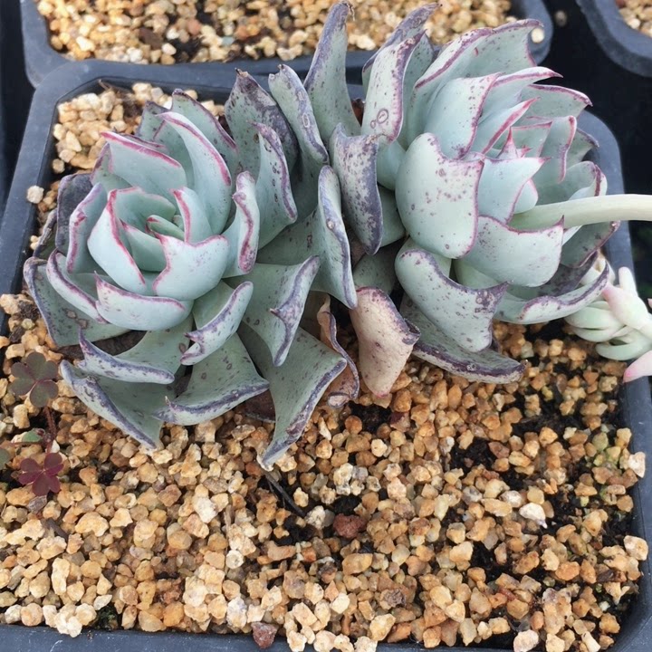 剑斯诺娃双头老桩