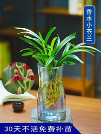 水培香水兰花苗中矮种，室内植物浓香四季建花卉耐寒植物冬季带花苞