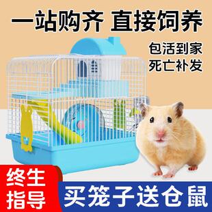 小仓鼠活物送笼子小朋友礼物宠物适合小孩子养的金丝熊三线 线紫
