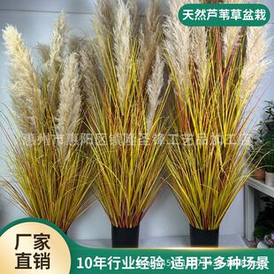 天然芦苇干花真芦苇花束商场橱窗装饰婚庆潘帕斯草干花蒲苇草