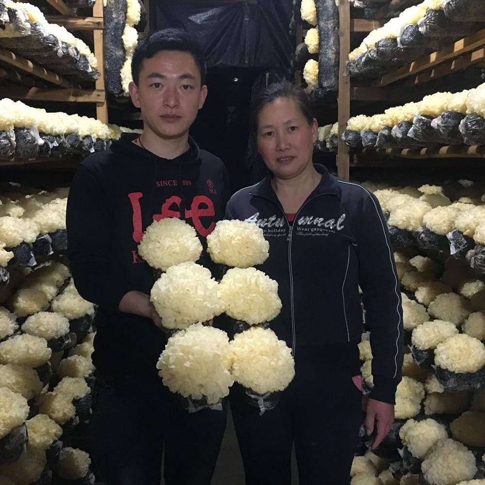 新疆包邮自家种植6朵盒装新鲜银耳古田雪耳糯耳活白木耳非干货莲