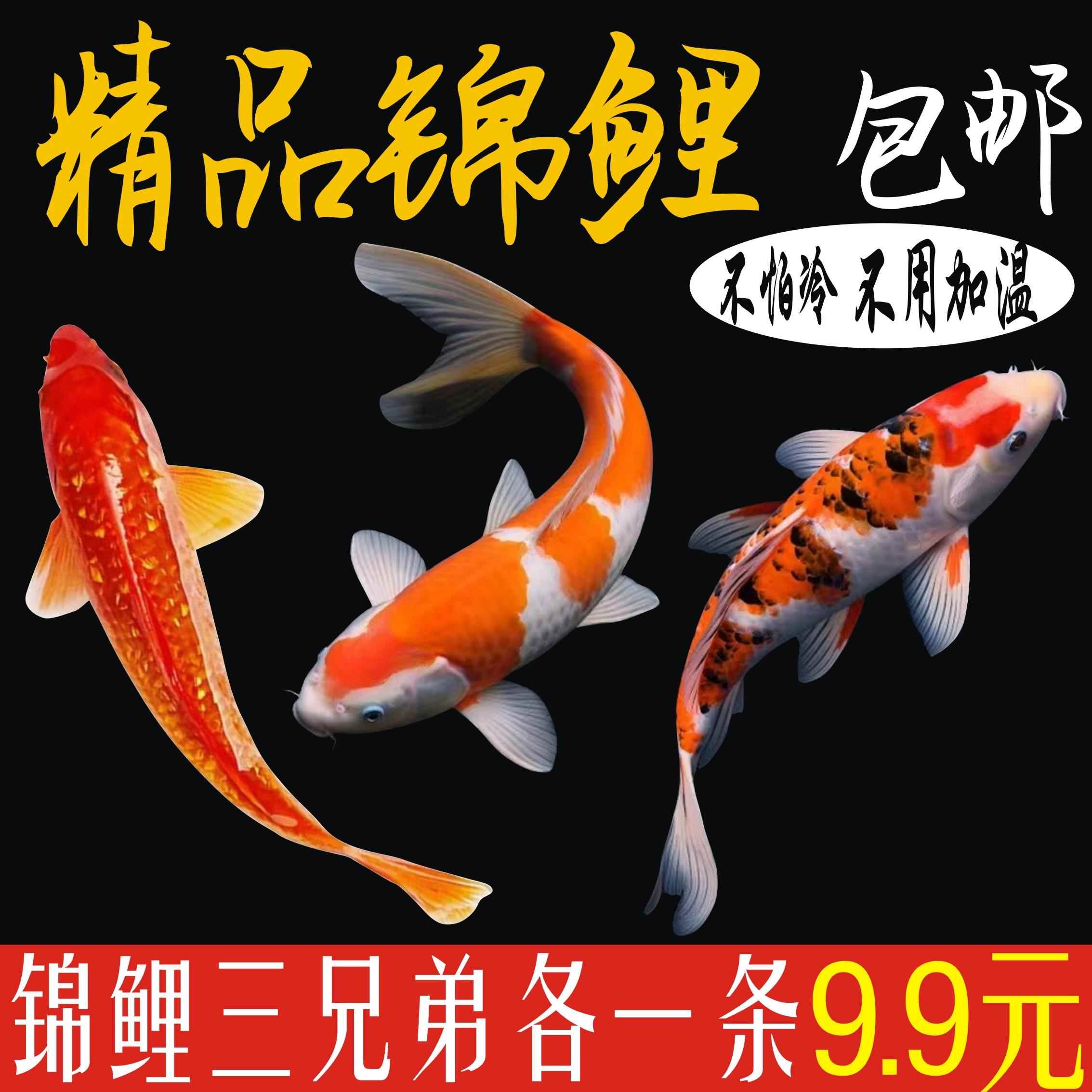 锦鲤鱼活鱼观赏鱼冷水鱼纯种大型红白淡水好养耐活金鱼红鲤鱼鱼苗